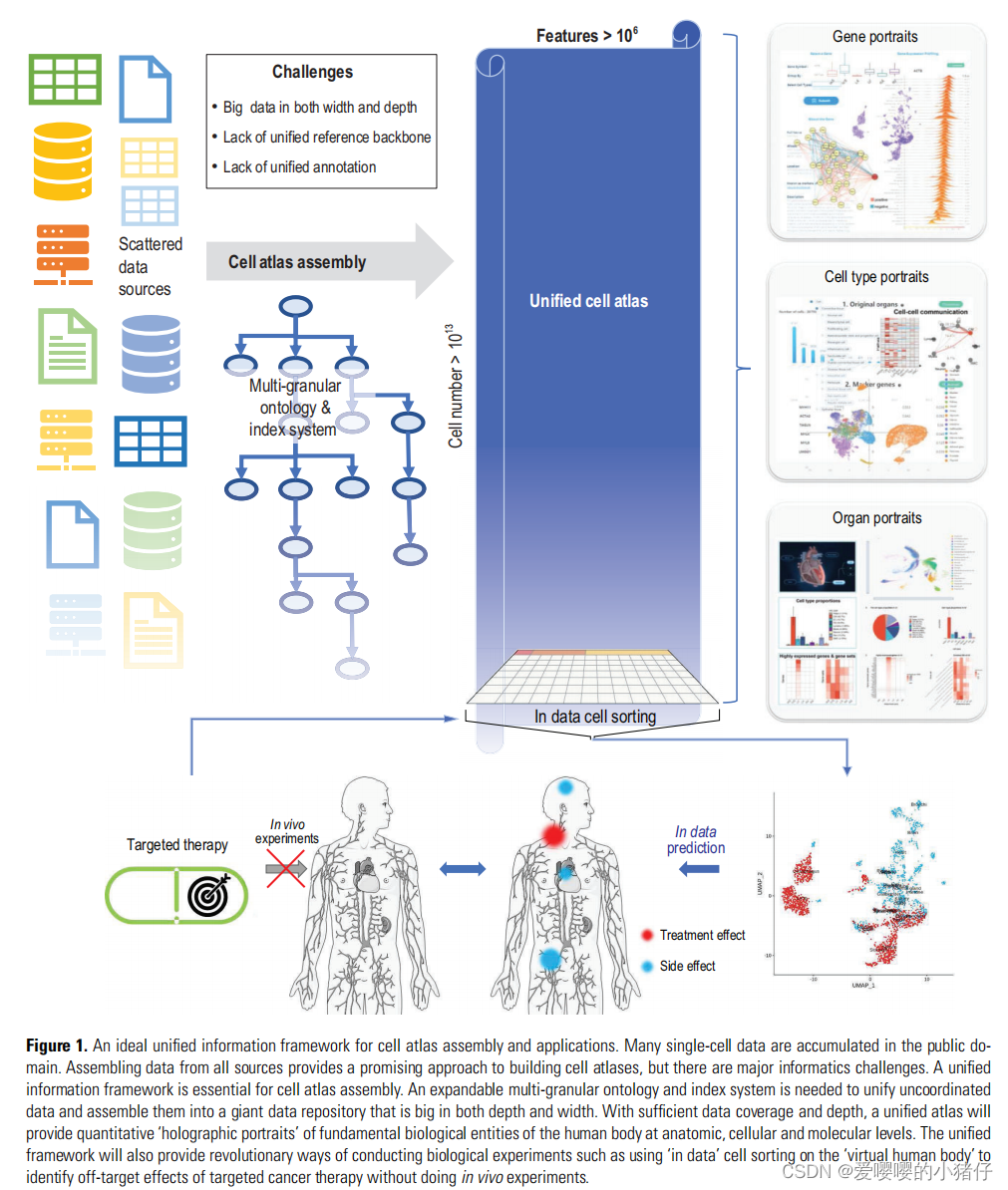Toward a unified information framework for cell atlas assembly论文笔记